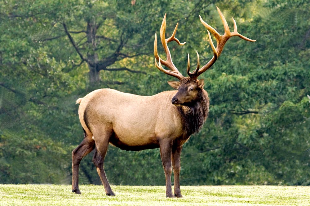 State With Best Elk Hunting at Corey Kelly blog