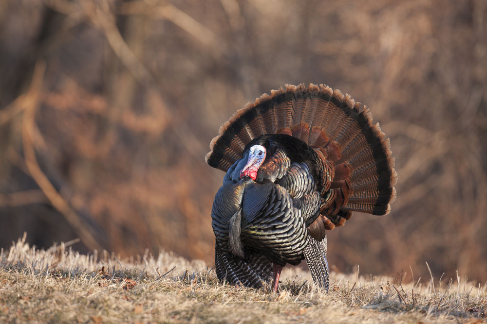 Bow Hunting Wild Turkey