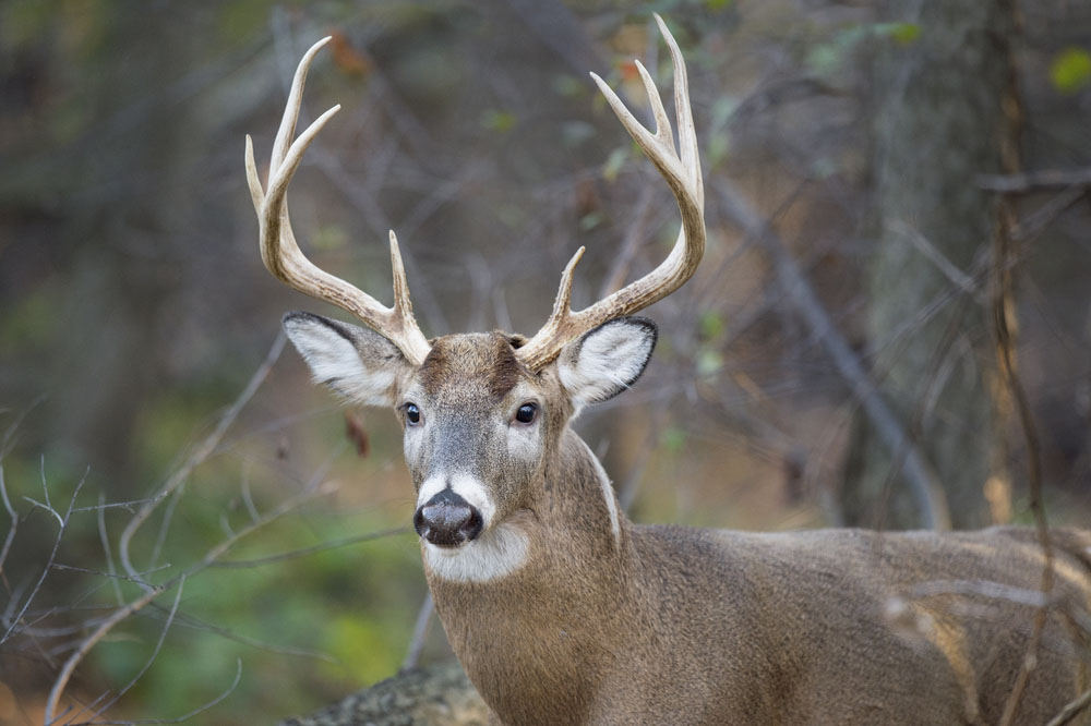 3 Whitetail Deer Season Facts Improve Your Hunt