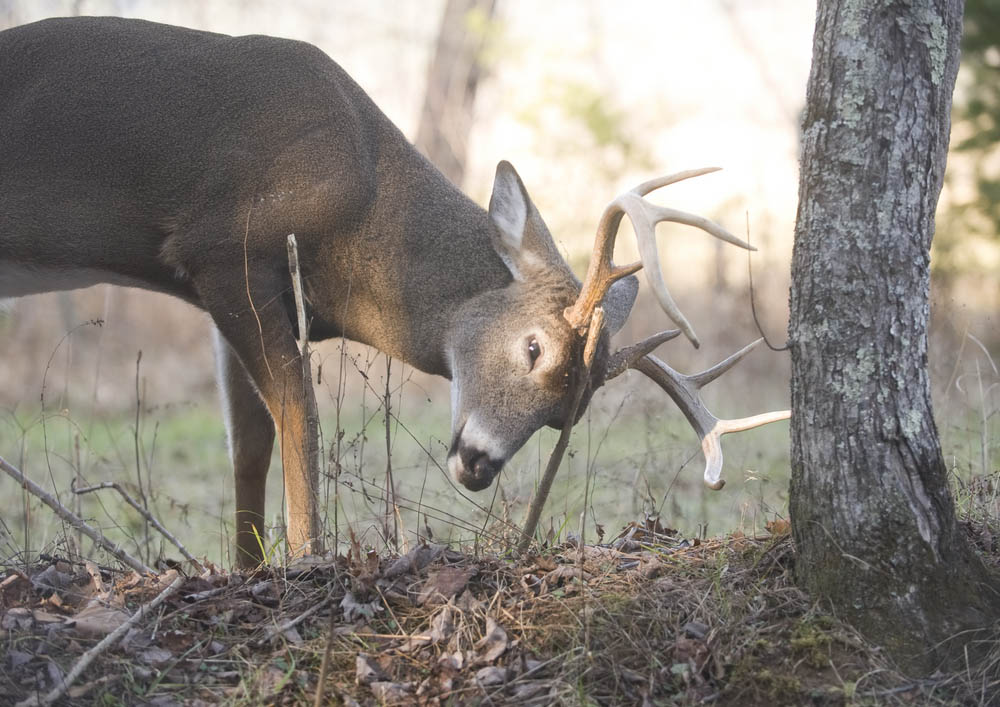 Big Bucks and Big Rubs