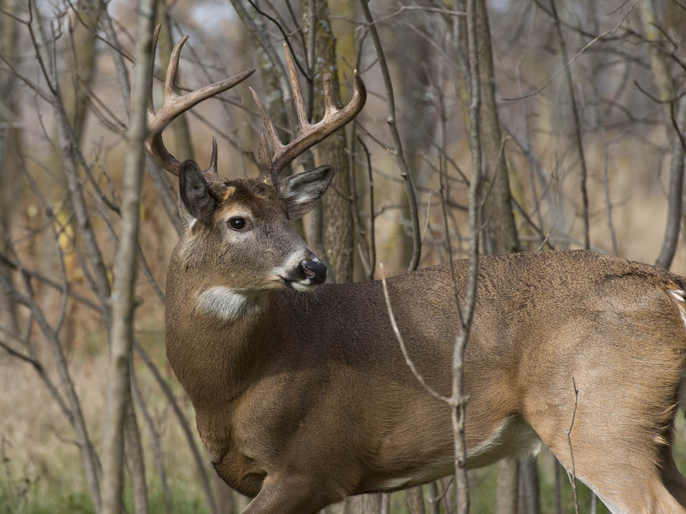 Buck Home Ranges 7 Things Every Hunter Must Know